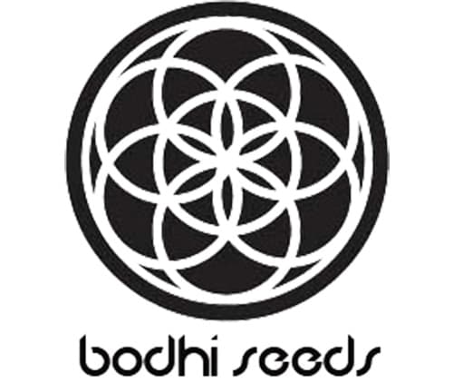 bodhi seeds